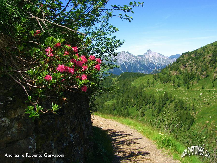 11 Rododendri in fiore sul sentiero verso il Lago Colombo.JPG